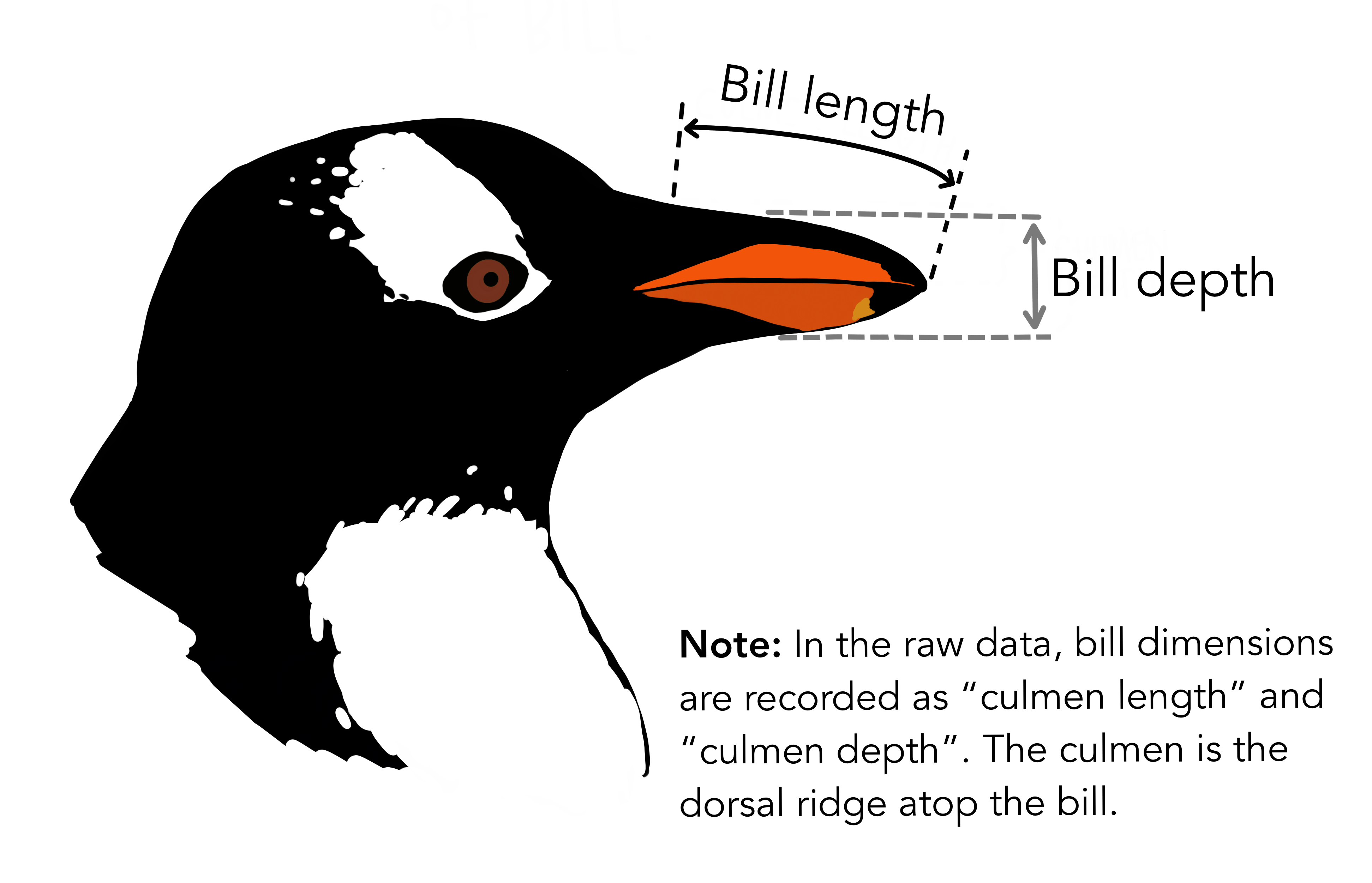 Illustration showing how bill length and depth are measured on a penguin